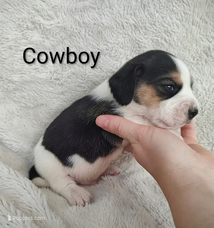 Cowboy
