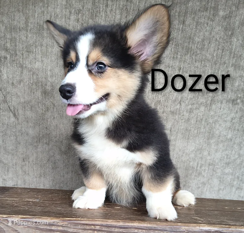 Dozer – Australian Cattle Dog, Pembroke Welsh Corgi puppy for sale in Kansas City, KS