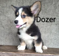 Dozer, a male Australian Cattle Dog and Pembroke Welsh Corgi for sale in Kansas City, KS – 1 of 5