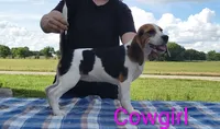 Cowgirl, a female Beagle for sale in Kansas City, KS – 2 of 5