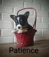 Patience , a female Australian Cattle Dog and Pembroke Welsh Corgi for sale in Kansas City, KS – 2 of 7