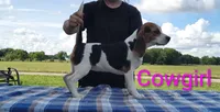 Cowgirl, a female Beagle for sale in Kansas City, KS – 3 of 5