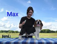 Max, a male Beagle for sale in Kansas City, KS – 1 of 3
