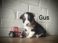 Gus, a male Australian Cattle Dog and Pembroke Welsh Corgi for sale in Kansas City, KS – 3 of 5