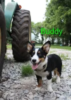 Boss, a male Australian Cattle Dog and Pembroke Welsh Corgi for sale in Kansas City, KS – 7 of 7