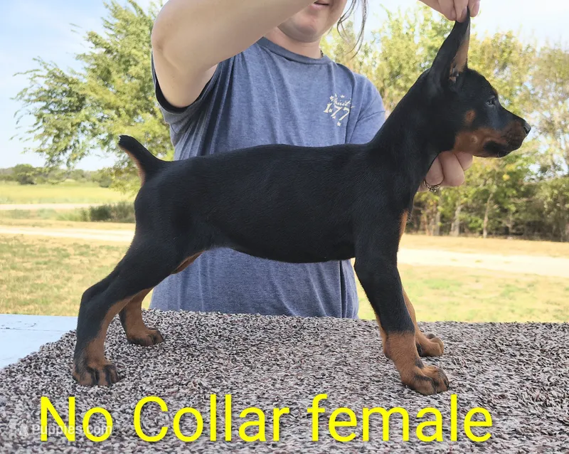 European No Collar Female – Doberman Pinscher puppy for sale in Kansas City, KS