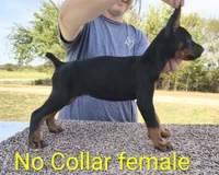 European No Collar Female, a female Doberman Pinscher for sale in Kansas City, KS – 3 of 7