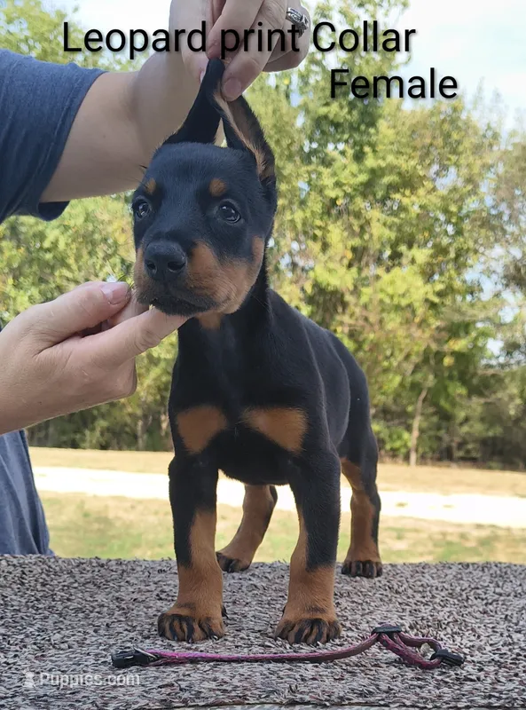 European Leopard print collar female  – Doberman Pinscher puppy for sale in Kansas City, KS