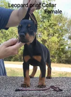 European Leopard print collar female , a female Doberman Pinscher for sale in Kansas City, KS – 1 of 5