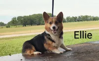 Boss, a male Australian Cattle Dog and Pembroke Welsh Corgi for sale in Kansas City, KS – 6 of 7