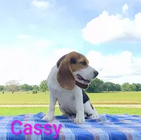 Cassy, a female Beagle for sale in Kansas City, KS – 3 of 3