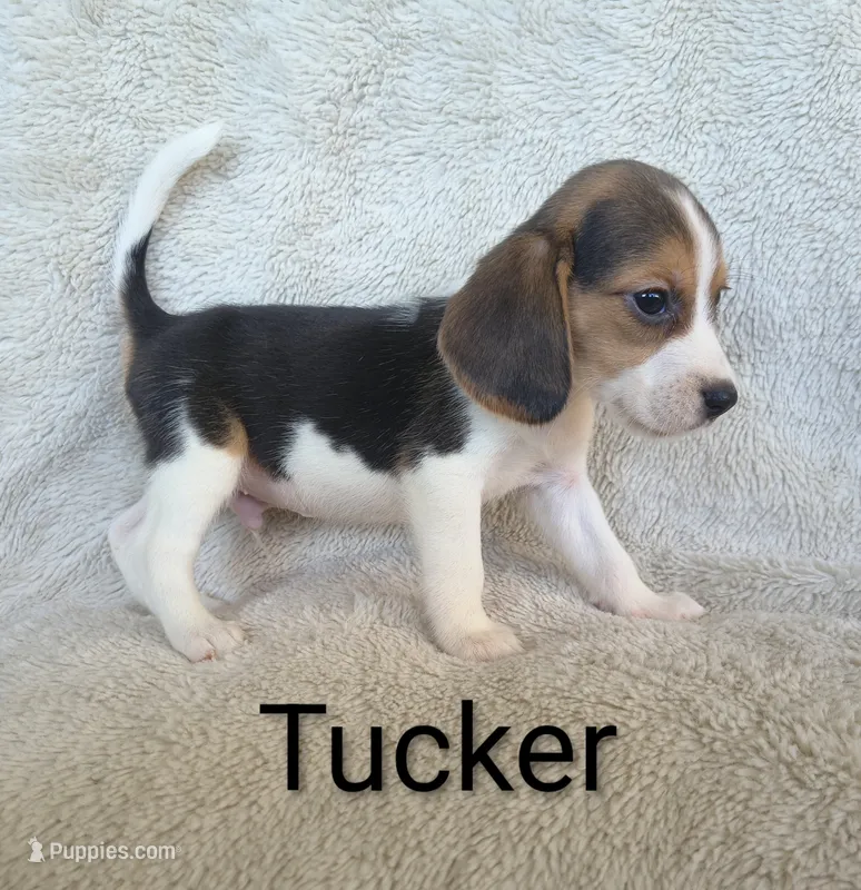Tucker  – Beagle puppy for sale in Kansas City, KS