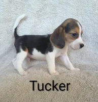 Tucker , a male Beagle for sale in Kansas City, KS – 1 of 4