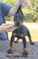 European No Collar Male, a male Doberman Pinscher for sale in Kansas City, KS – 1 of 5