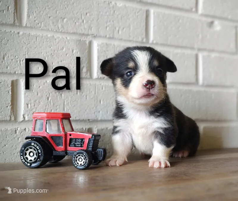 Pal – Australian Cattle Dog, Pembroke Welsh Corgi puppy for sale in Kansas City, KS