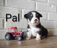 Pal, a male Australian Cattle Dog and Pembroke Welsh Corgi for sale in Kansas City, KS – 2 of 6