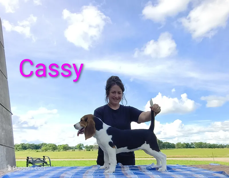 Cassy – Beagle puppy for sale in Kansas City, KS