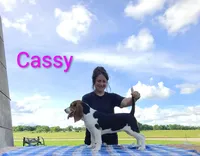 Cassy, a female Beagle for sale in Kansas City, KS – 1 of 3