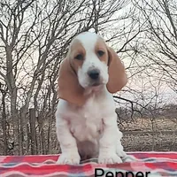 AKC Pepper, a female Basset Hound for sale in Kansas City, KS – Photo 3 of 5