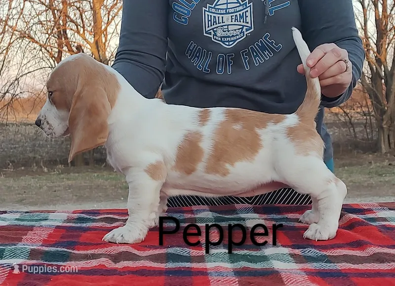 AKC Pepper – Basset Hound puppy for sale in Kansas City, KS