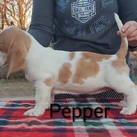 AKC Pepper, a female Basset Hound for sale in Kansas City, KS – Photo 2 of 5