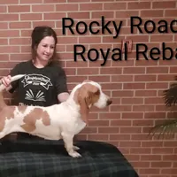 AKC Pepper, a female Basset Hound for sale in Kansas City, KS – Photo 5 of 5