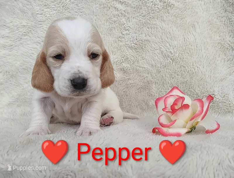 AKC Pepper