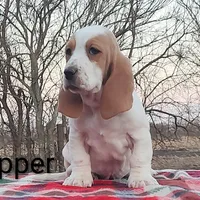 AKC Pepper, a female Basset Hound for sale in Kansas City, KS – Photo 1 of 5