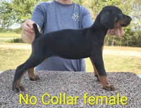 European No Collar Female, a female Doberman Pinscher for sale in Kansas City, KS – 4 of 7