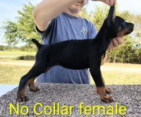 European No Collar Female, a female Doberman Pinscher for sale in Kansas City, KS – 2 of 7