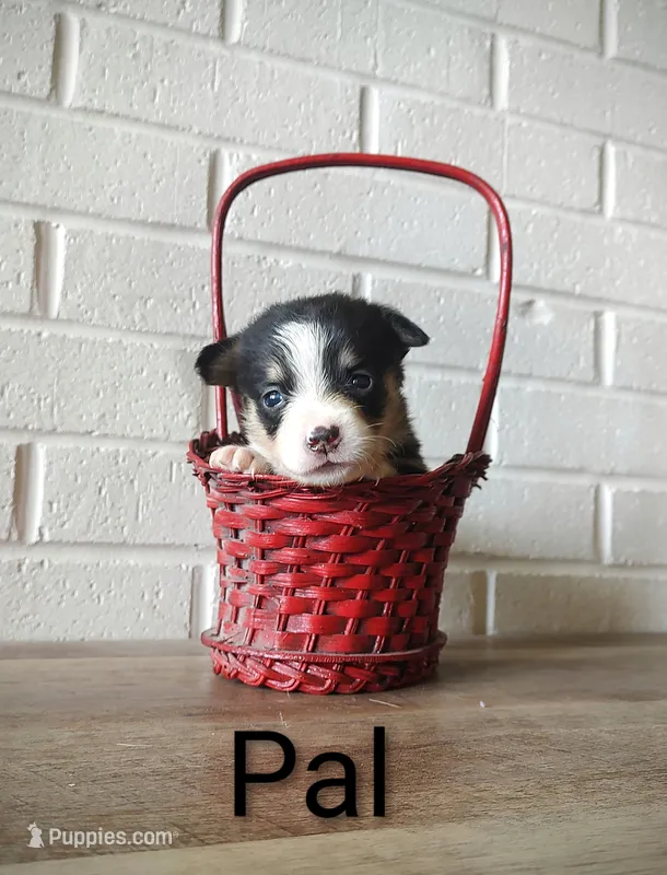 Pal – Australian Cattle Dog, Pembroke Welsh Corgi puppy for sale in Kansas City, KS