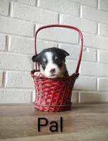 Pal, a male Australian Cattle Dog and Pembroke Welsh Corgi for sale in Kansas City, KS – 1 of 6
