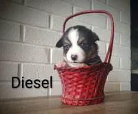 Diesel, a male Australian Cattle Dog and Pembroke Welsh Corgi for sale in Kansas City, KS – 2 of 5
