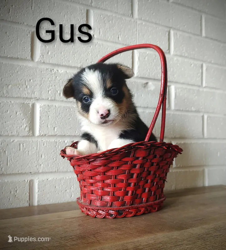 Gus – Australian Cattle Dog, Pembroke Welsh Corgi puppy for sale in Kansas City, KS
