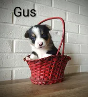 Gus, a male Australian Cattle Dog and Pembroke Welsh Corgi for sale in Kansas City, KS – 1 of 5
