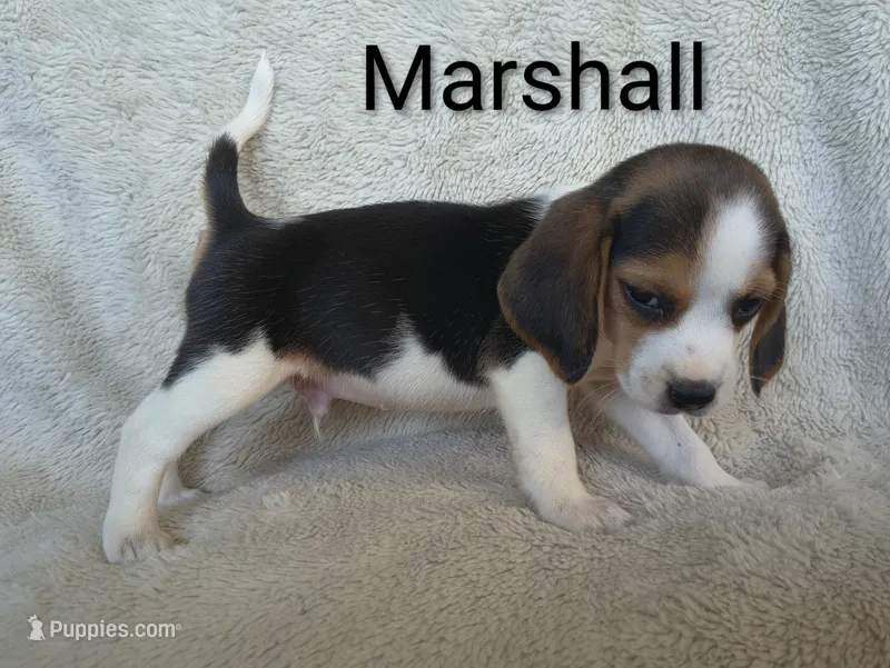 Marshall  – Beagle puppy for sale in Kansas City, KS