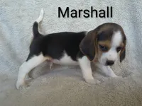 Marshall , a male Beagle for sale in Kansas City, KS – 1 of 3