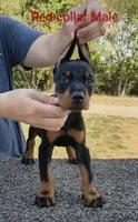 European Red Collar Male, a male Doberman Pinscher for sale in Kansas City, KS – 2 of 5