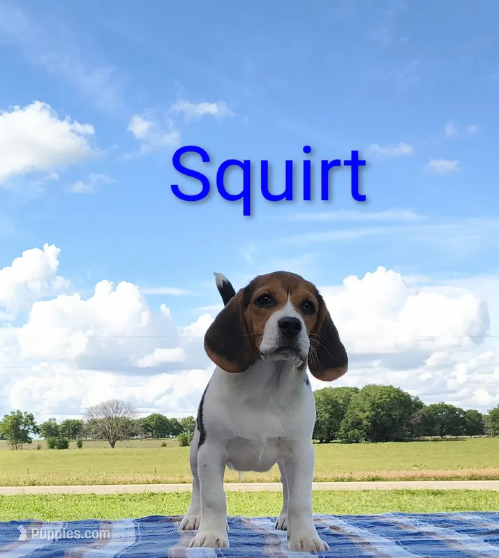 Squirt  – Beagle puppy for sale in Kansas City, KS