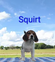 Squirt , a male Beagle for sale in Kansas City, KS – 1 of 4