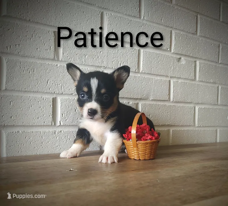 Patience , a female Australian Cattle Dog and Pembroke Welsh Corgi for sale in Kansas City, KS – 1 of 7