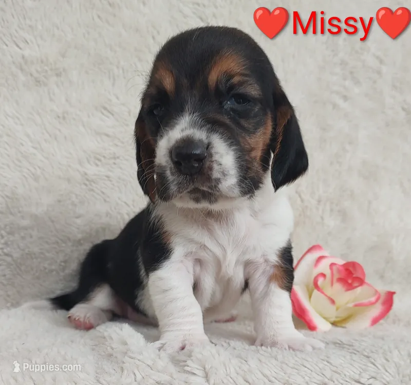 AKC Missy