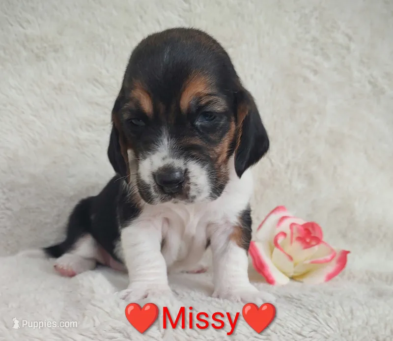 AKC Missy