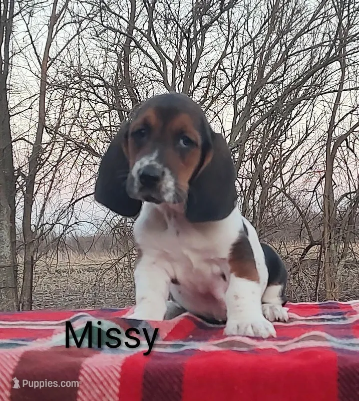 AKC Missy
