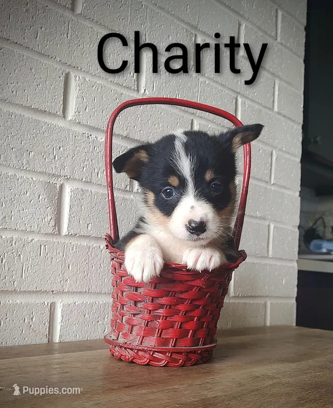 Charity, a female Australian Cattle Dog and Pembroke Welsh Corgi for sale in Kansas City, KS – 1 of 6