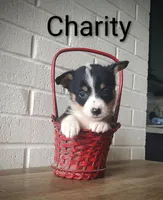 Charity, a female Australian Cattle Dog and Pembroke Welsh Corgi for sale in Kansas City, KS – 1 of 6