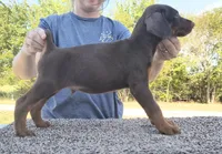 European Red male, a male Doberman Pinscher for sale in Kansas City, KS – 4 of 6