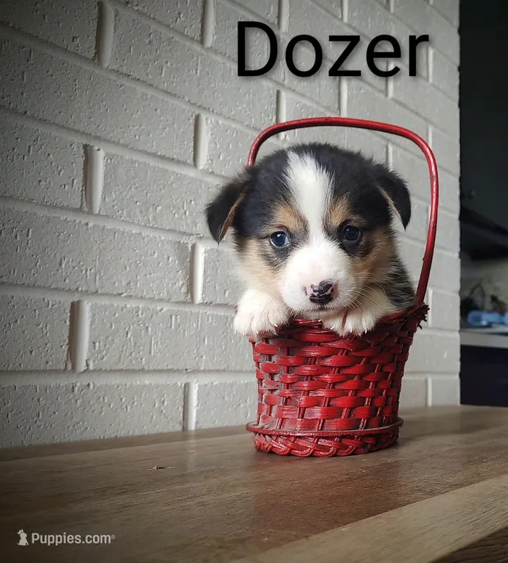 Dozer, a male Australian Cattle Dog and Pembroke Welsh Corgi for sale in Kansas City, KS – 1 of 6