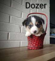Dozer, a male Australian Cattle Dog and Pembroke Welsh Corgi for sale in Kansas City, KS – 1 of 6