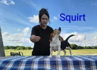 Squirt , a male Beagle for sale in Kansas City, KS – 4 of 4